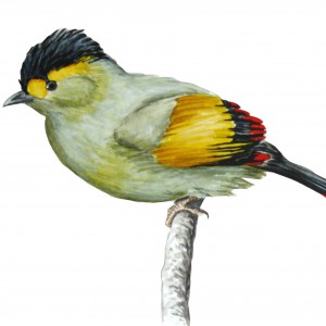 Liocichla_bugunorum_painting